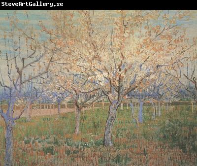 Vincent Van Gogh Orchard with Blossoming Apricot Trees (nn04)_